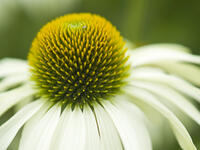 Close up of daisy